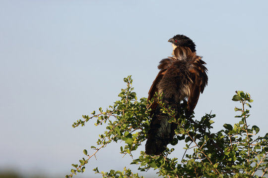 Tiputip / Burchell's Coucal / Centropus superciliosus.