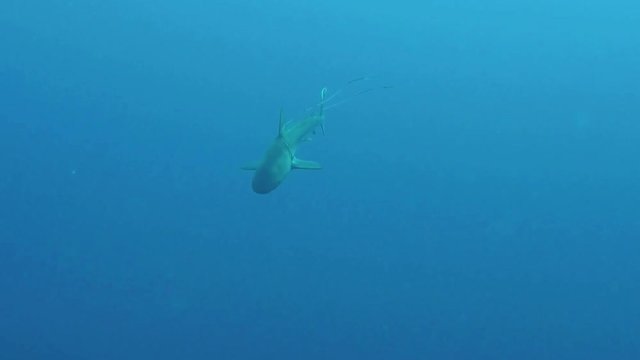 Shark entangled in fishing line because of shark longline fishing or longline fishery - Ocean Environmental Destruction - Marine Protection. Includes two different video sequences!