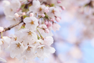 桜のつぼみ