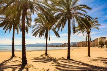 sunset on the beach wiht palms from cullera-Spain