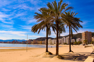 Obraz na płótnie Canvas Palm trees on the beach from cullera-Spain