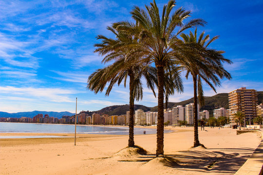 Palm trees on the beach from cullera-Spain
