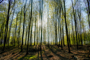 Tall trees of beech from a Danish wood.
