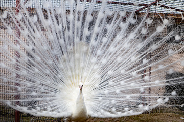 White Peacock at zoo
