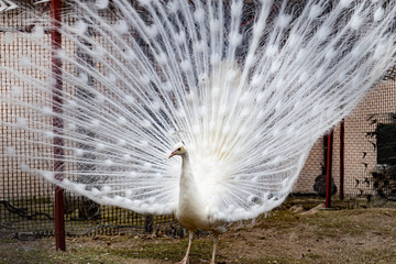 White Peacock at zoo