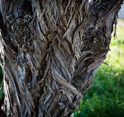 bark of a tree