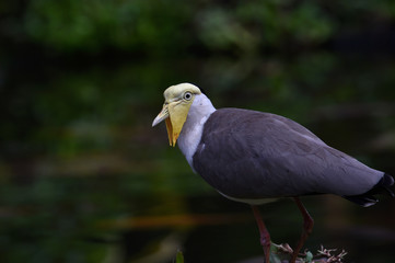 TRULEK BIRDS. Rare birds that only exist (endemic) on Java