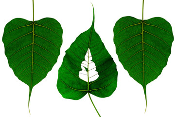 Green color Bodhi leaf which is the symbol of Buddhism cutting as Buddha statue on the leaf isolated on white background.