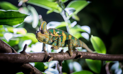 Chameleon in the zoo: Close-up picture of a chameleon climbing on a tree branch