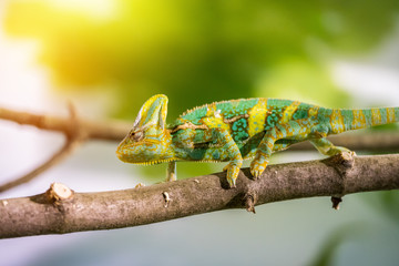 Chameleon in the zoo: Close-up picture of a chameleon climbing on a tree branch. Sunshine.