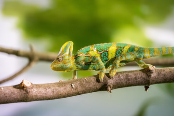Chameleon in the zoo: Close-up picture of a chameleon climbing on a tree branch