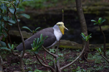 TRULEK BIRDS. Rare birds that only exist (endemic) on Java