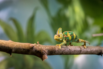 Chameleon in the zoo: Close-up picture of a chameleon climbing on a tree branch © Patrick Daxenbichler