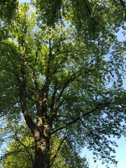 Tree crown 