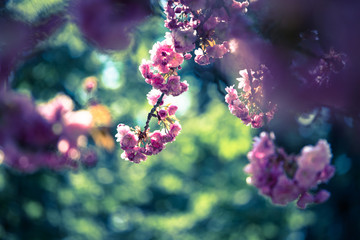 Springtime: Blooming tree with pink blossoms, beauty. Text space.