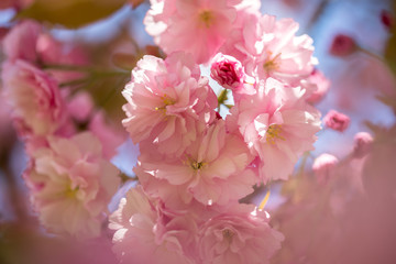 Springtime: Blooming tree with pink blossoms, beauty