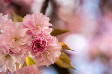 Springtime: Blooming tree with pink blossoms, beauty