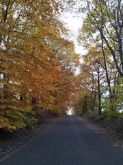 herbst waldweg straße  abseits bunt