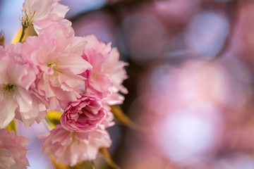 Springtime: Blooming tree with pink blossoms, beauty