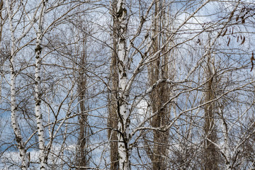 The trunks of a forest of birch trees with white bark and black spots. Tall birches, beautiful in the spring landscape in Rostov region, Russia.