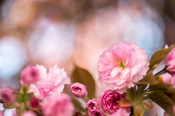 Springtime: Blooming tree with pink blossoms, beauty