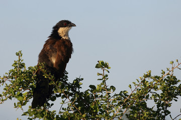 Tiputip / Burchell's Coucal / Centropus superciliosus.