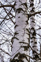The trunks of a forest of birch trees with white bark and black spots. Tall birches, beautiful in the spring landscape in Rostov region, Russia.