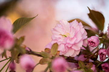 Obraz premium Springtime: Blooming tree with pink blossoms, beauty