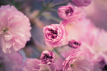 Springtime: Blooming tree with pink blossoms, beauty