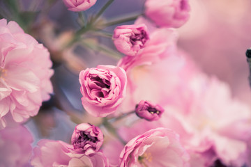 Springtime: Blooming tree with pink blossoms, beauty
