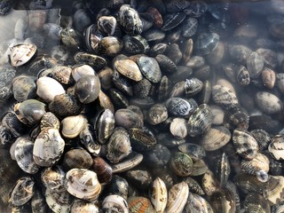 とれたてあさり