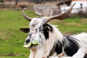 A goat standing on the field and eating a lettuce