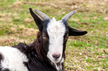 View on a goat lying on the field