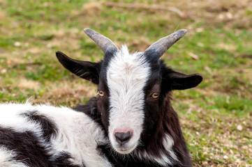View on a goat lying on the field