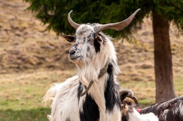 Portrait of a goat on the field