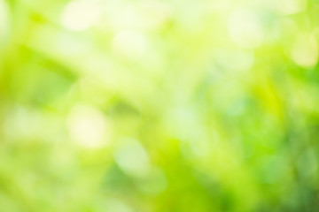 Fototapeta premium green nature background