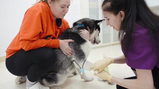 Veterinarian assistant inputting catheter