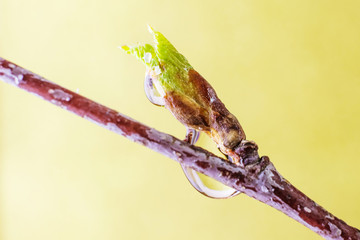A poplar tree bud with unopened leaves close up. Spring photography on a light background.