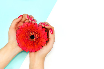 Female hands with trendy coral nail design holding gerbera on blue and white background. Copy space. - Powered by Adobe