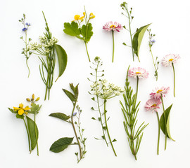 Fototapeta na wymiar Floral background with wildflowers, green leaves on white background. 