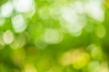 green nature background