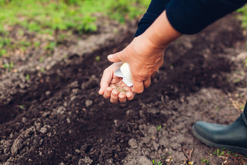 Farmer's hand planting a seed in soil. Senior woman sowing parsley in spring garden