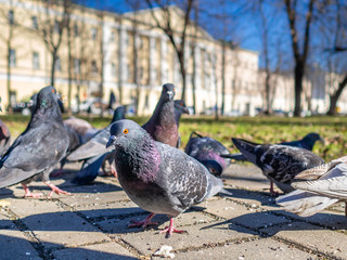 Pigeons on the sunny city street eat bread