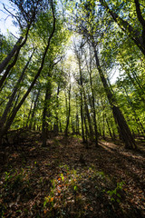green forest in spring time 