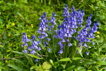 A clump of Bluebells in Spring