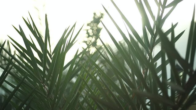 wind moving tops of palm leaves against sunrise , nature background 