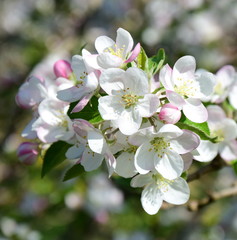 Apfelblüten - Apfelbaum - Apfelbaumblüte vor blauen Himmel und verschneiten Bergen