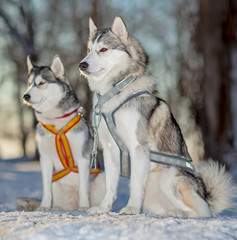 Sled dogs, Huskies and Malomuty, on the snow.
