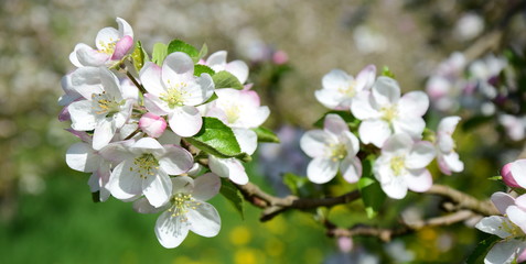 Apfelblüten - Apfelbaum - Apfelbaumblüte vor blauen Himmel und verschneiten Bergen
