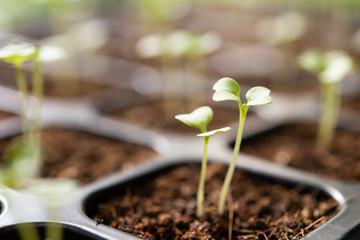 Young plants growing in nursery tray in the garden